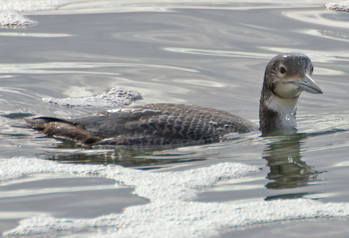 Common Loon